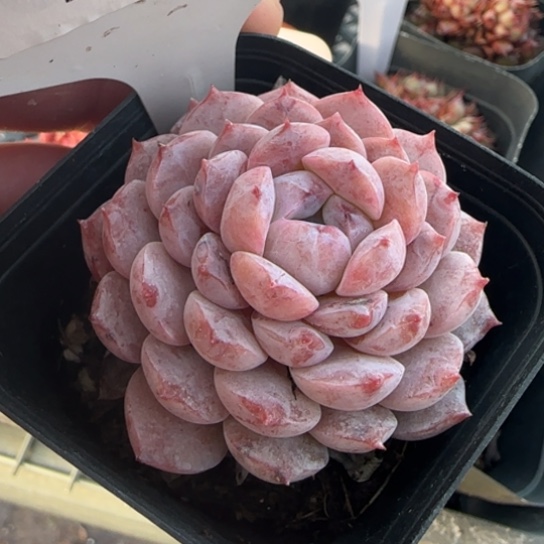 196恩宠一物一拍多肉