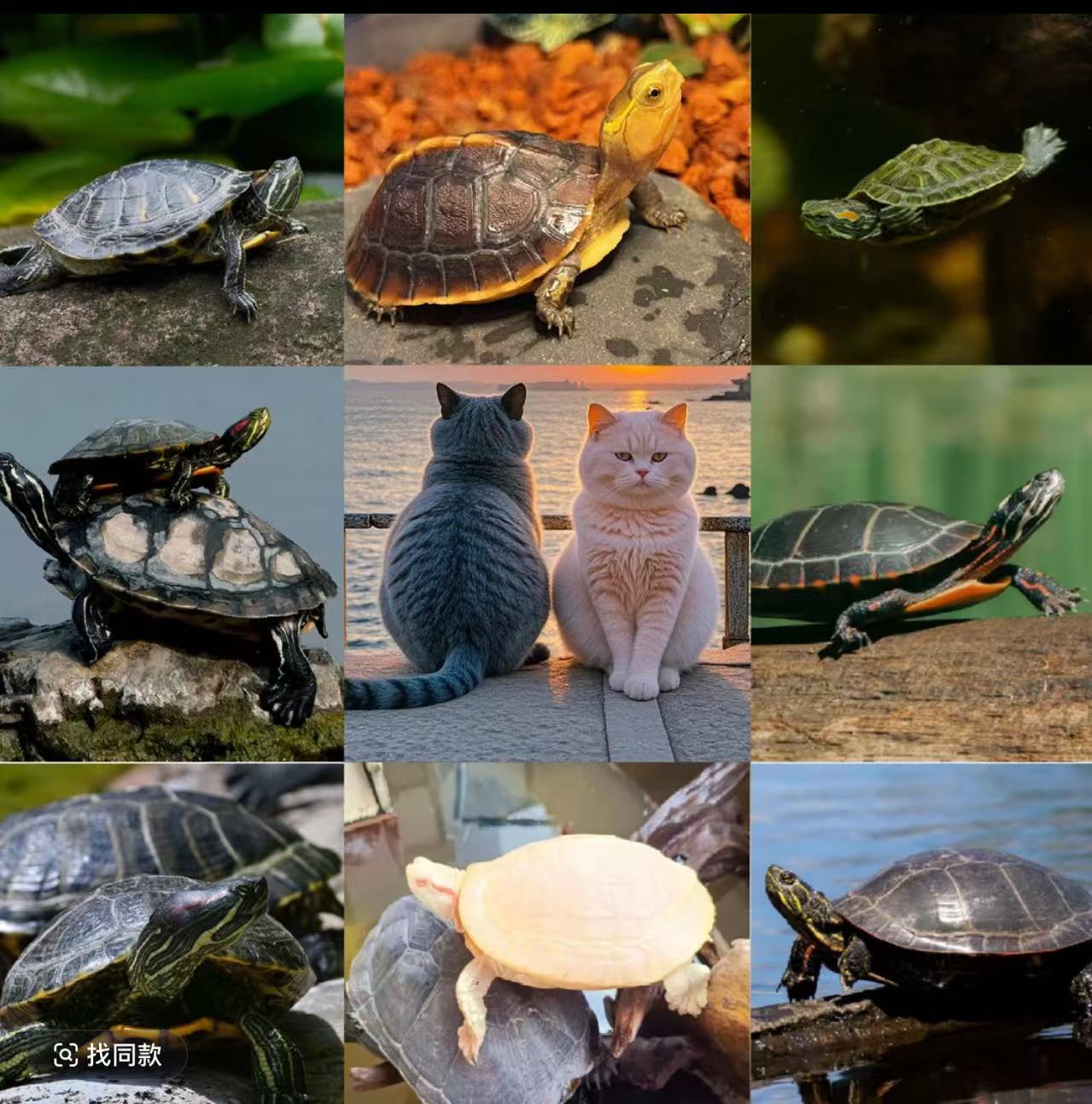 宠物活体通用链接拍前联系主播