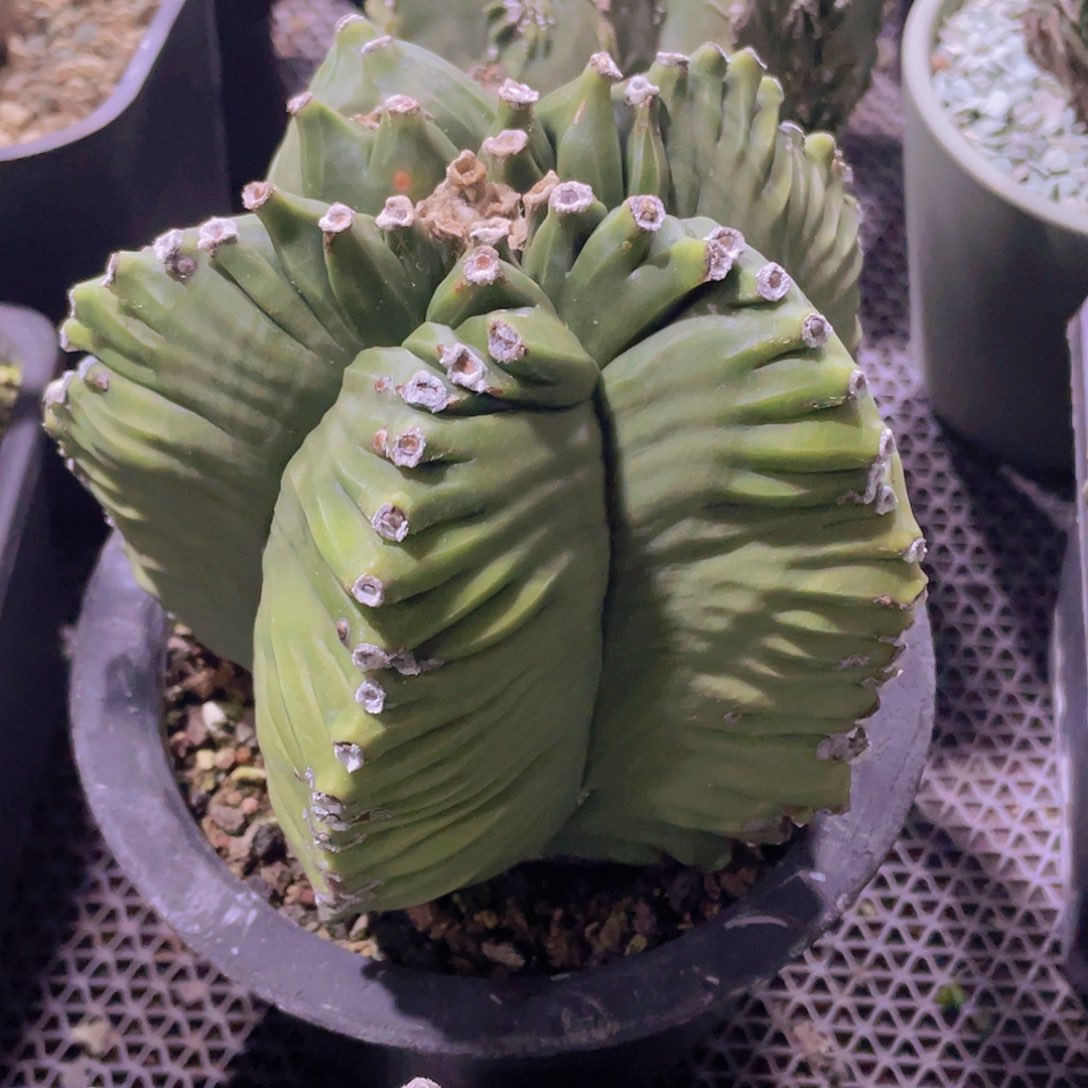 074实生根老桩细纹龟甲鸾凤玉，15