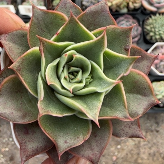 110皮皮虾多肉植物多