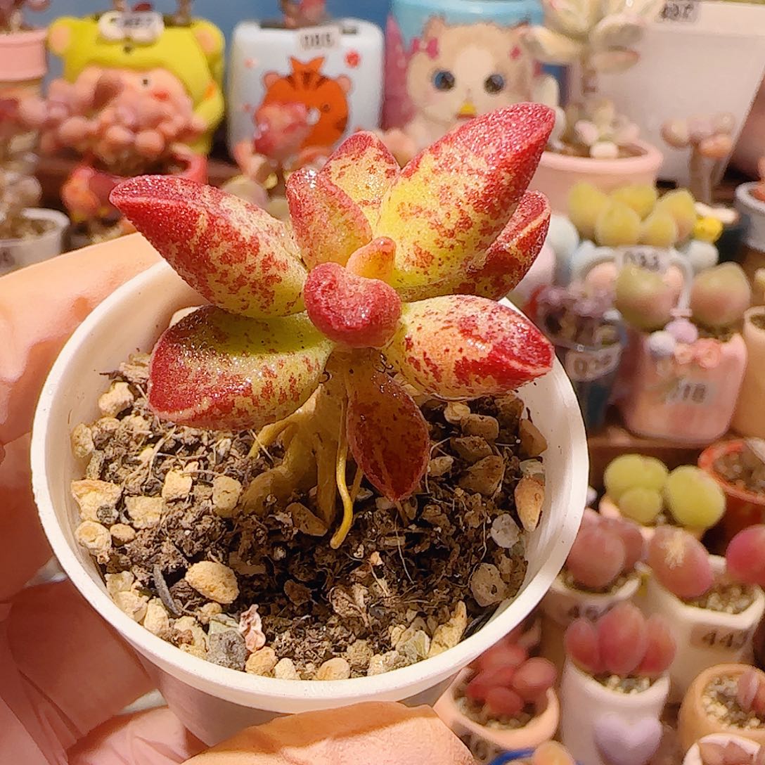 ～***～T水泡av盆口3.5cm带土球