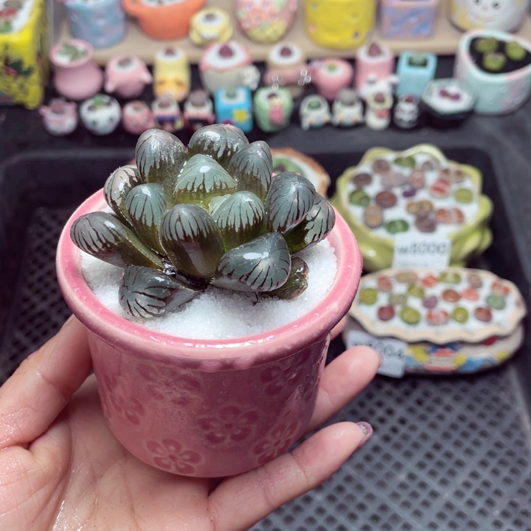 w8005 带盆土发货-零下地区拍保温箱