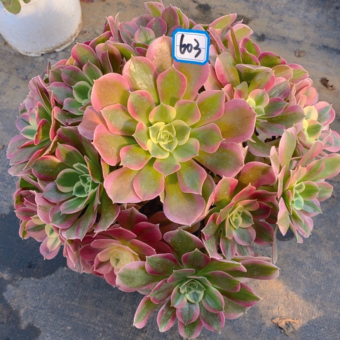 603绿体多肉法师