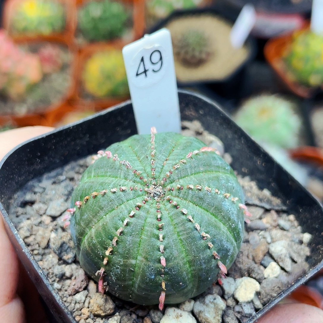 非偏远地区25包邮仙人球