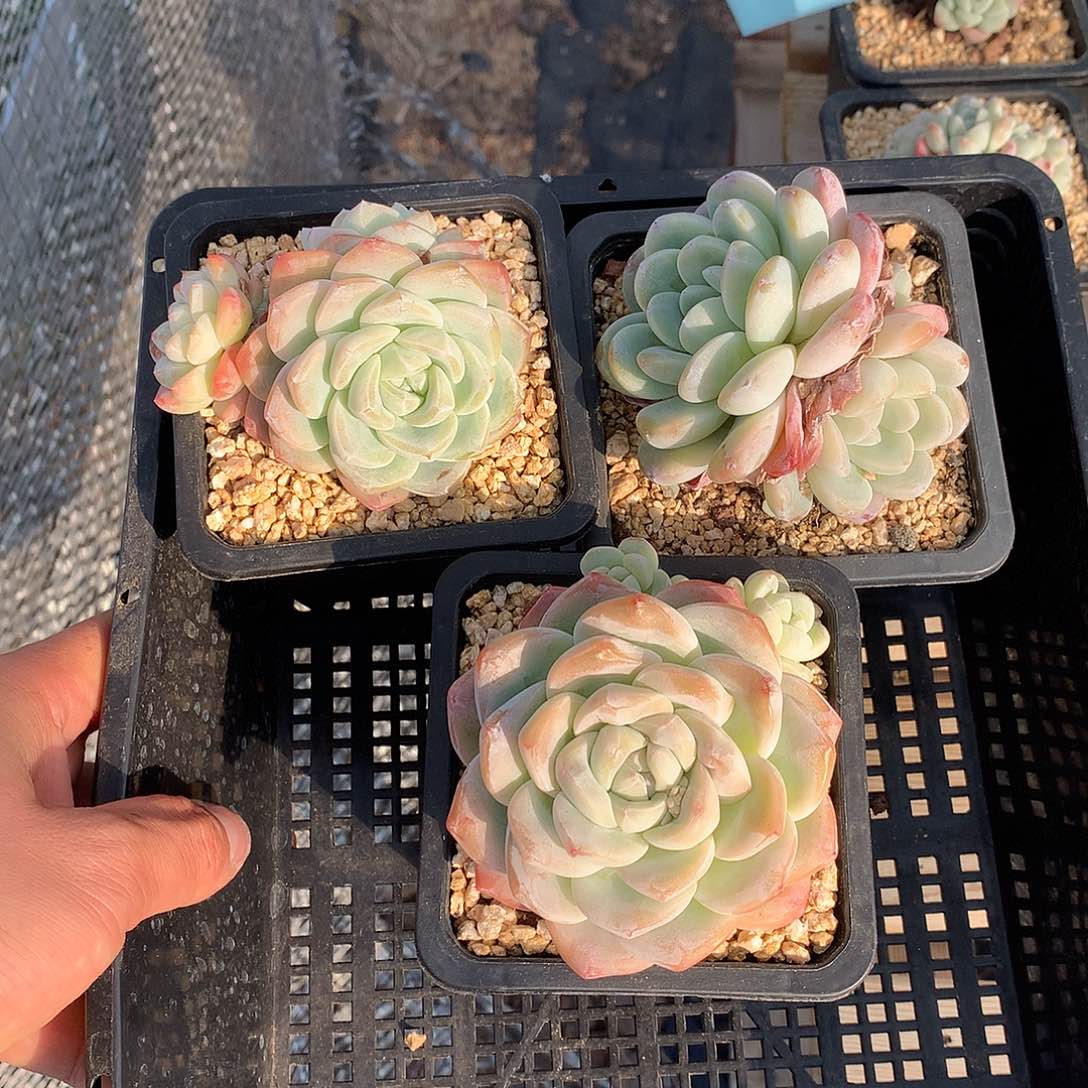 0123-47 精控冰玉三颗 不包整