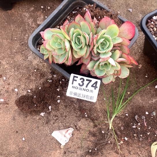 妍***夕牡丹亭朵朵374 退款拉黑7-8天发货