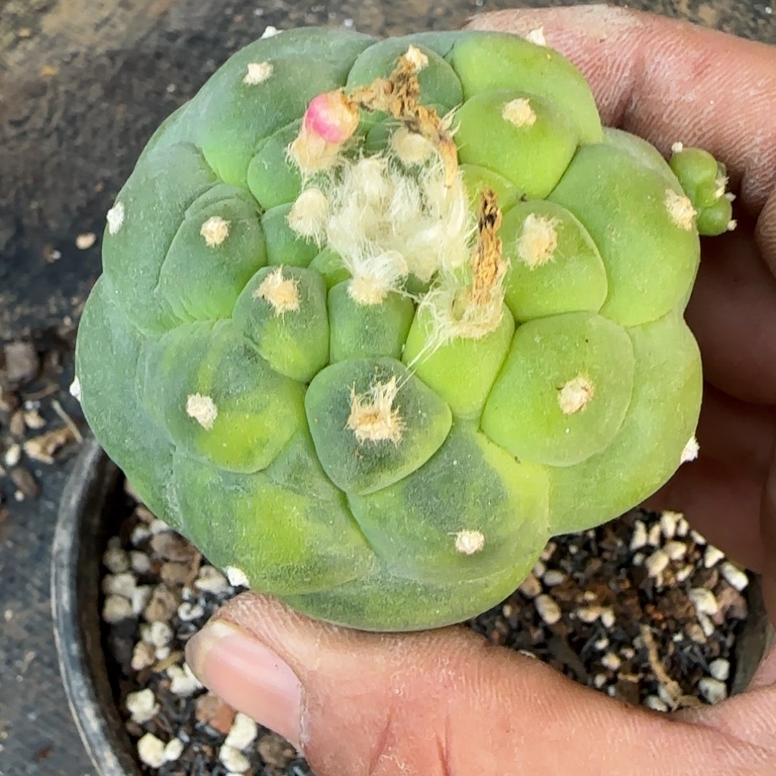 【闪购商品】无花朵蓝白大尤锦519