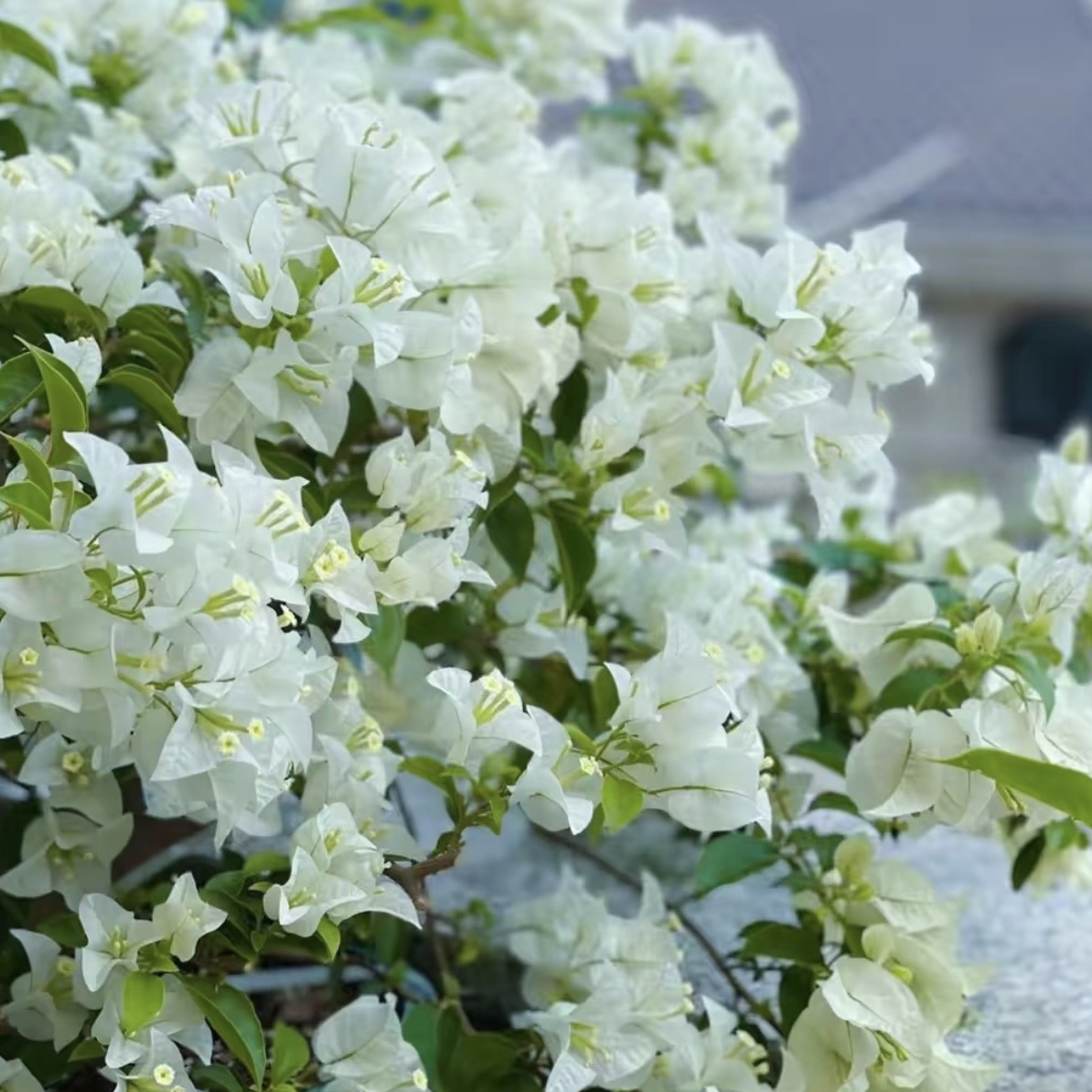 【白雪公主】三角梅白色花卉冬季净化庭院走廊勤花四季开花基地直发