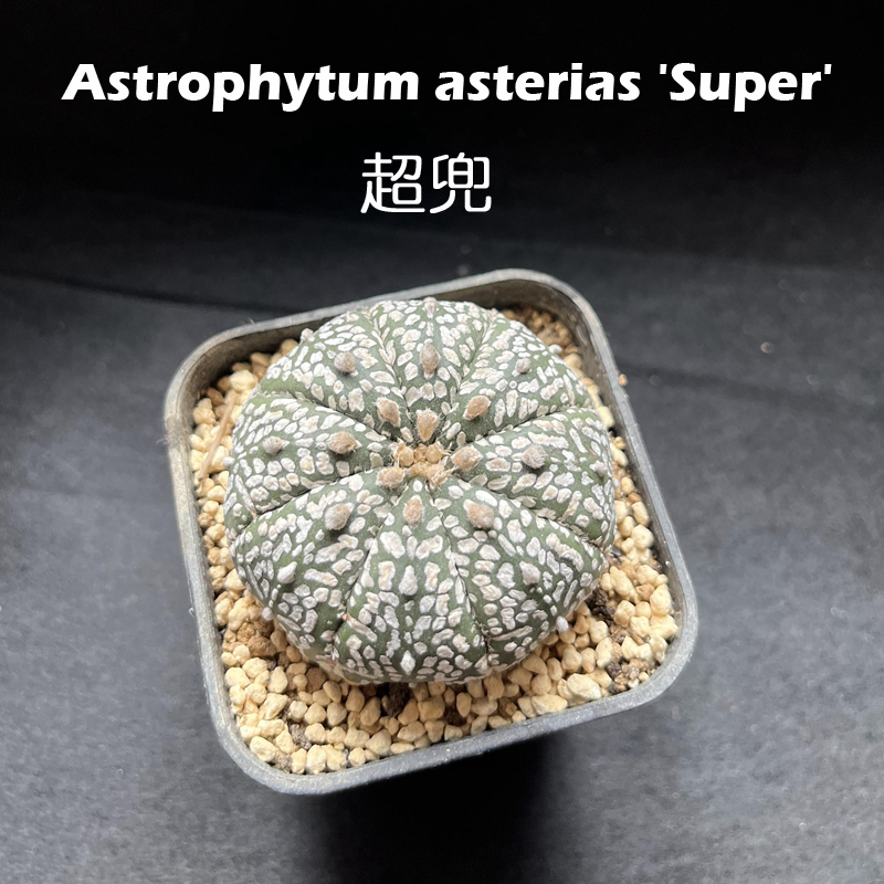 超兜星兜琉璃兜星球属仙人球仙人掌稀有品种植物多肉实生一物一拍