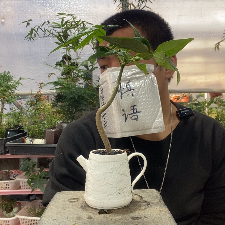 以实际为准盆景绿植盆栽33