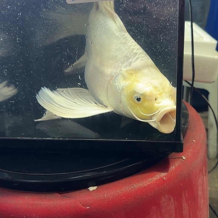 小***下蝴蝶鲤鱼蝴蝶鲤200包邮