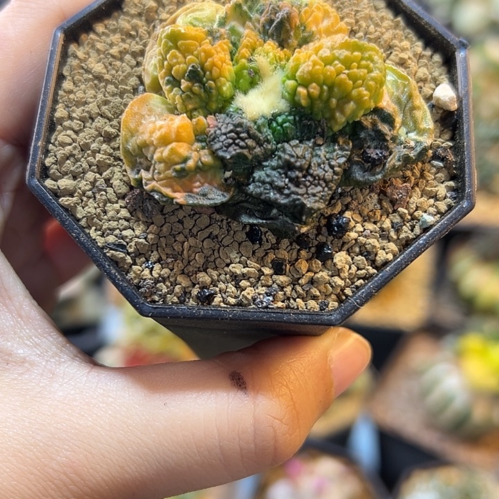 24号自根哥斯拉牡丹4.9公分