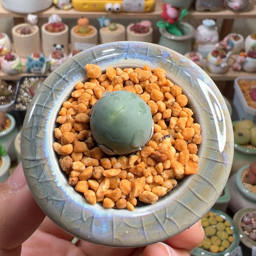 多肉植物40号鸽子蛋