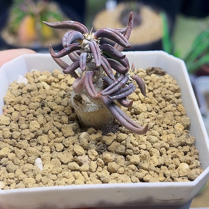 实生雀舌麒麟一颗