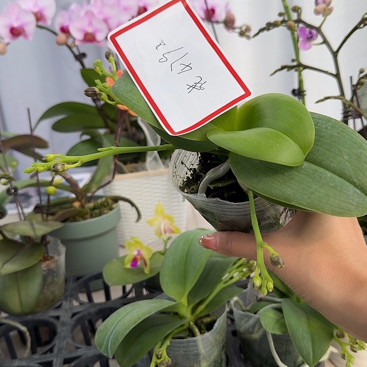 花***姐大部分开放少量花苞4792