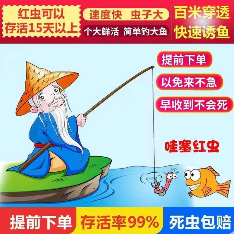 巨无霸红虫【高品质新鲜红虫福利价】