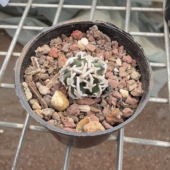 飞鸟单头球1仙人球