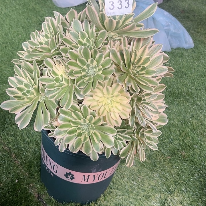 333芳华多肉植物