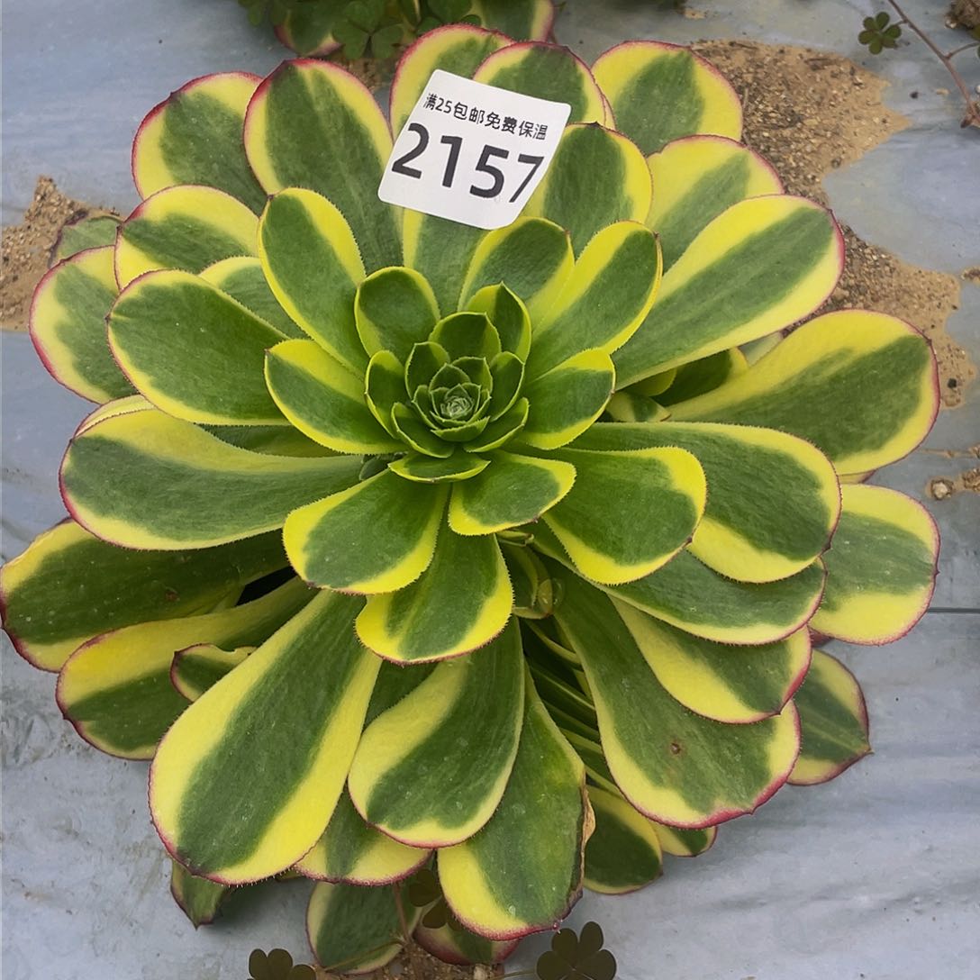 2157万圣节奶白多肉植物