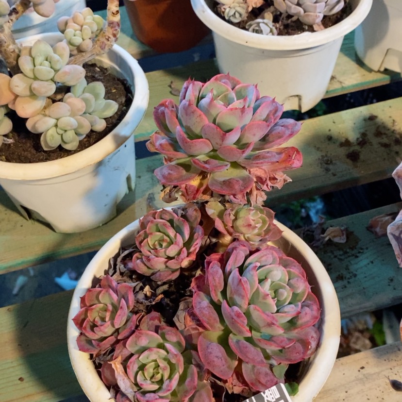 【闪购商品】雨滴06111