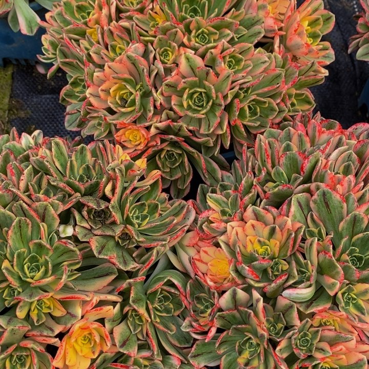 甜茶三颗一组多肉植物