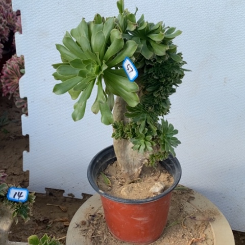 原始绿缀一物一拍