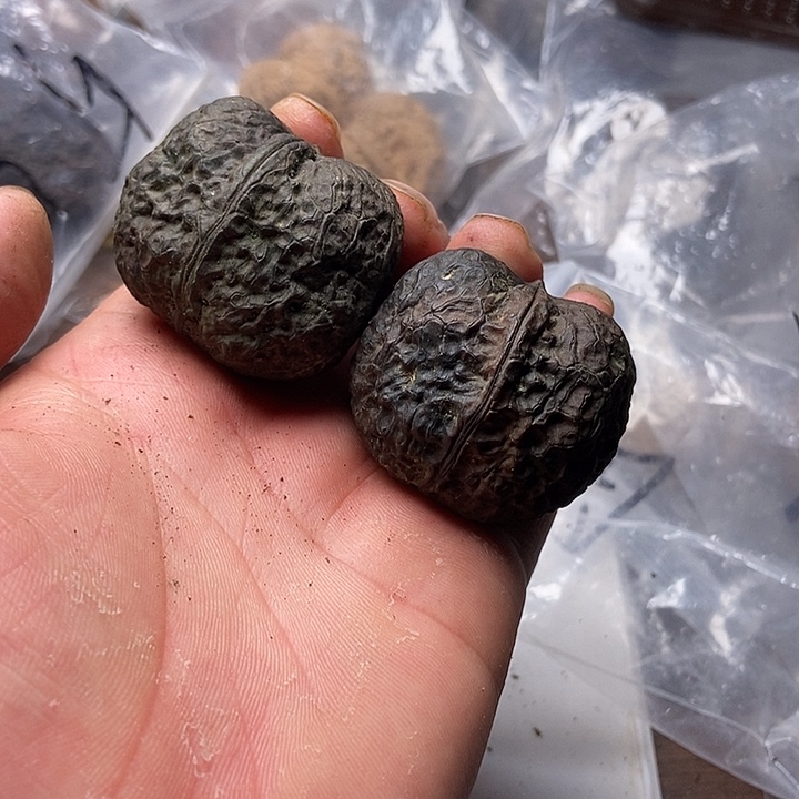 把件文玩核桃云南铁核桃炸福利直播间14号