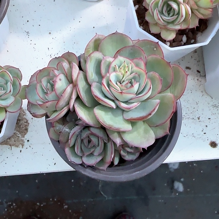 青蛙王子儿童牙膏111