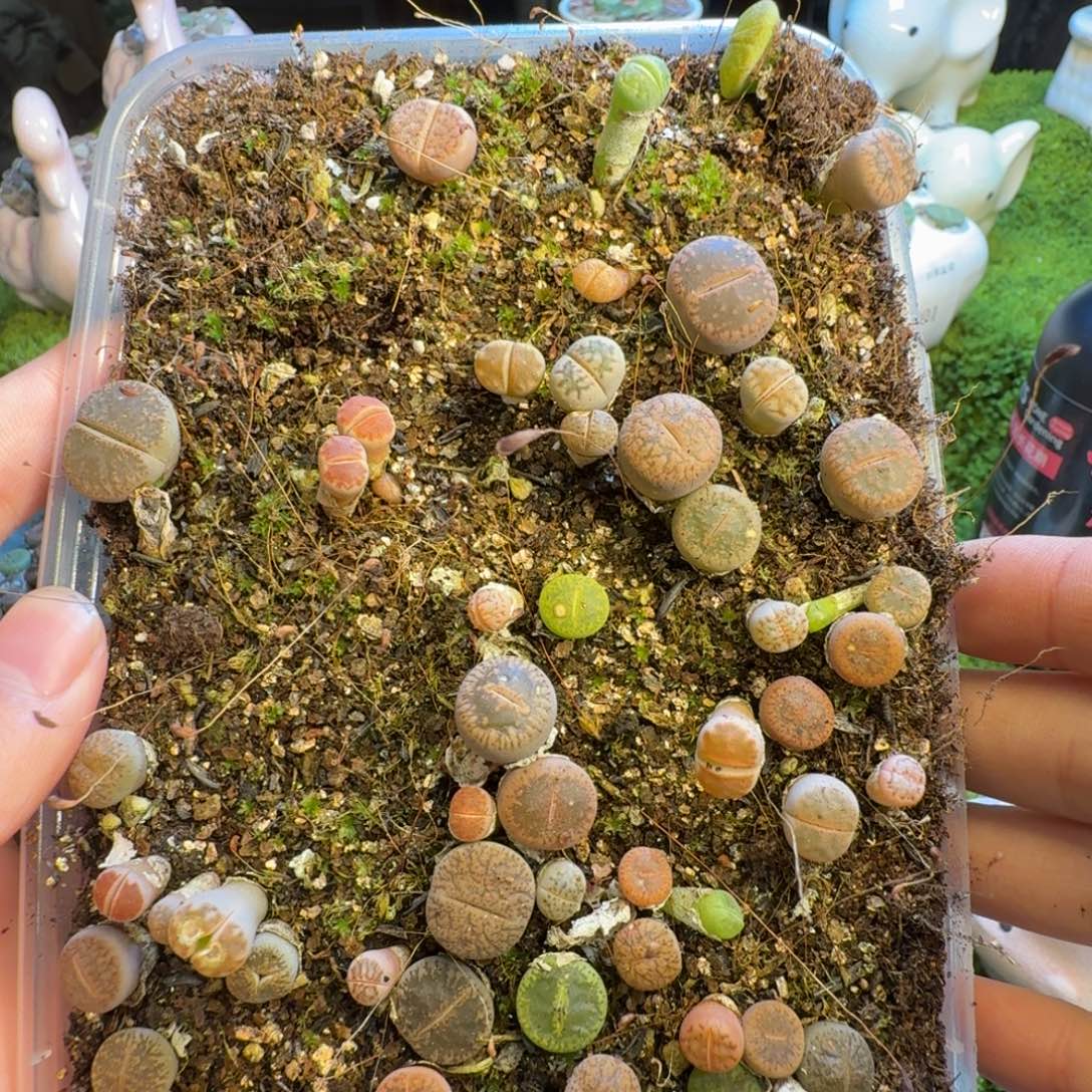 晨***宇多肉葡萄的味道真的1418