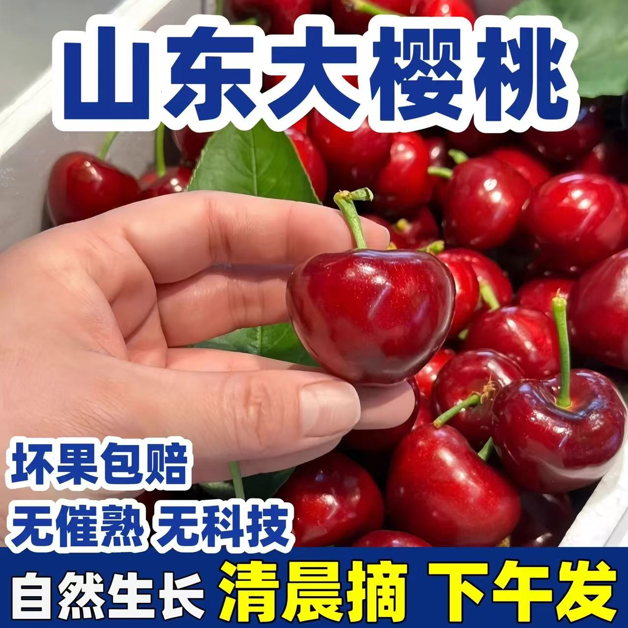 产地直发顺丰空运山东美早大樱桃当季新鲜水果孕妈脆甜国产车厘子