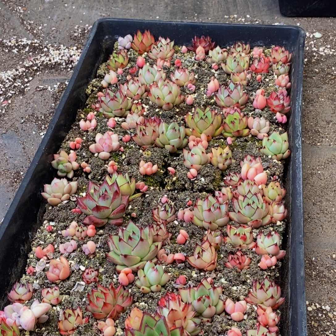 744大任务完成任务的完成的