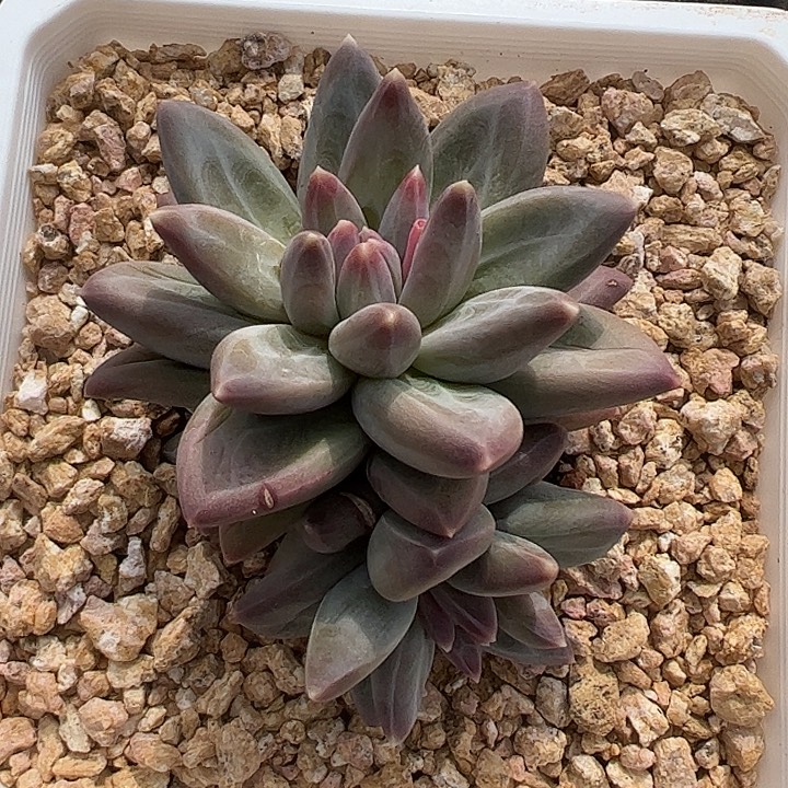 三头雪戴莉11111111