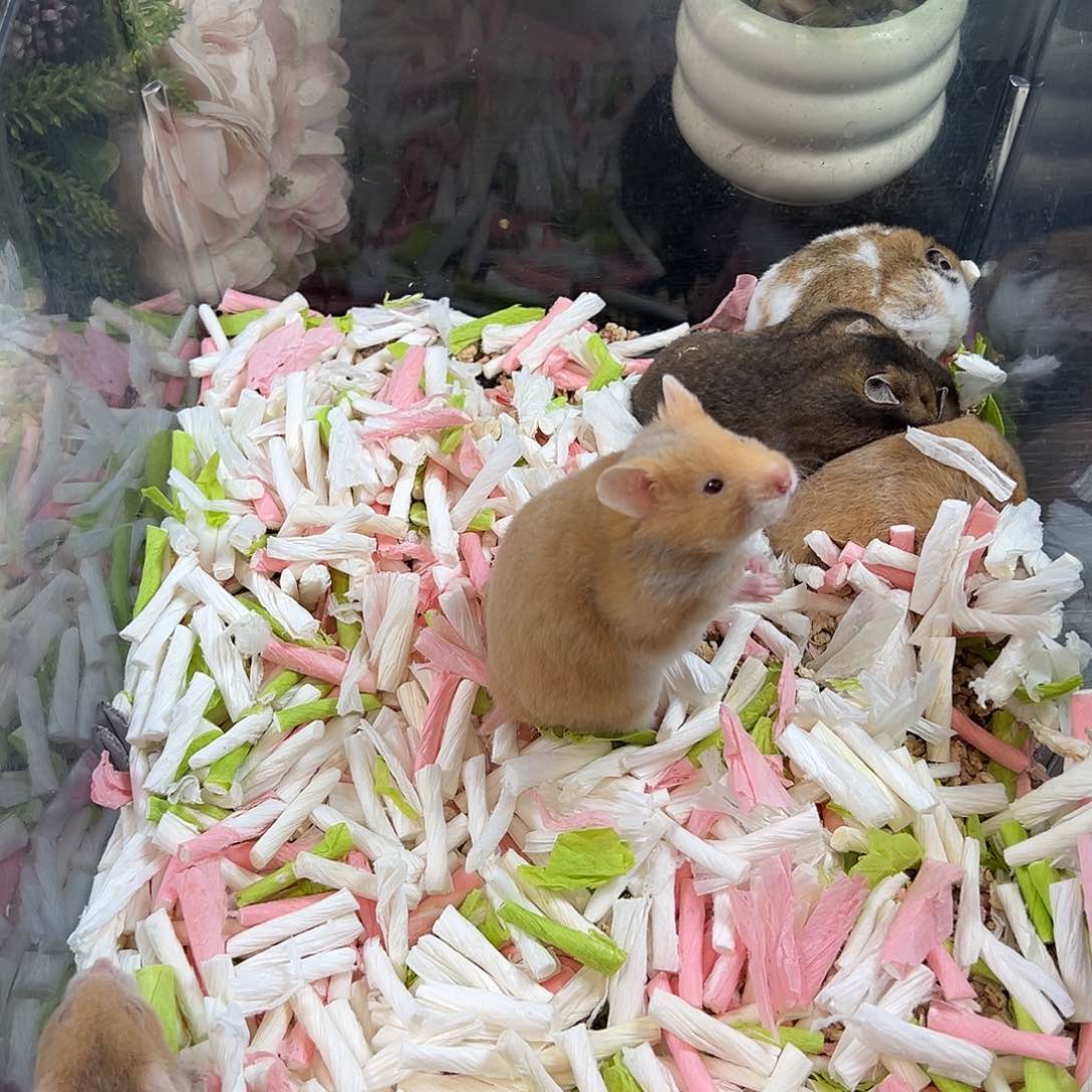 乐*遥短毛肉桂眼线弟弟
