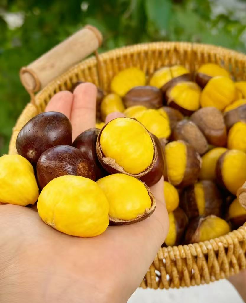 山东沂蒙山高山老品种新鲜黄心油栗老树板栗易剥皮粉面香甜栗子