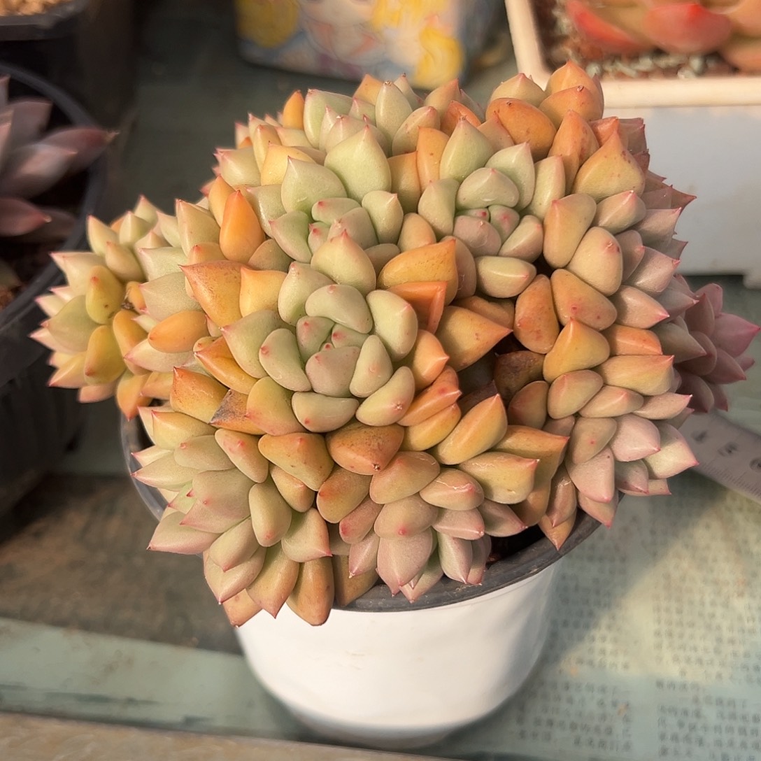 黄金象牙多肉植物