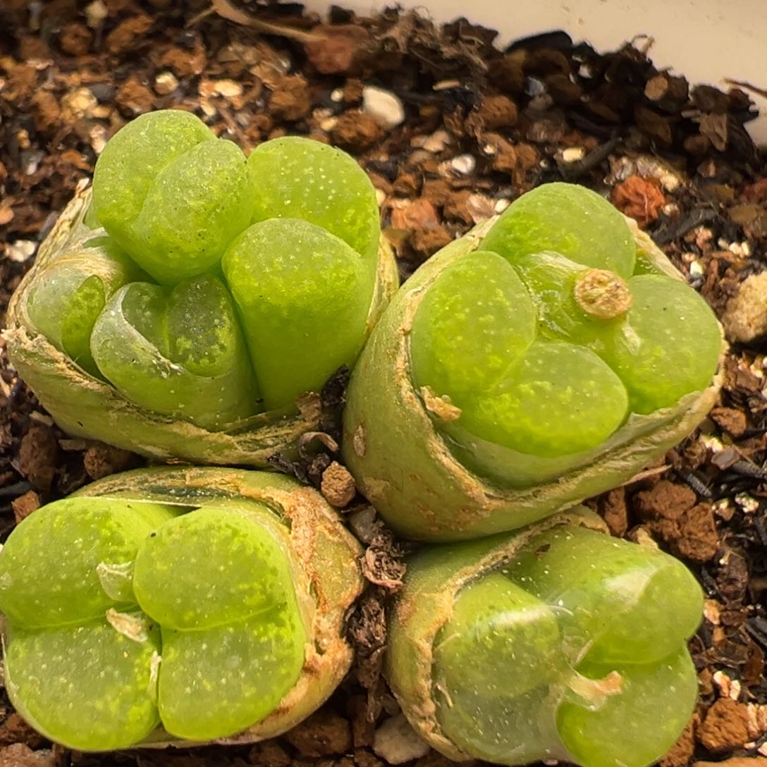 101多肉植物百科知识