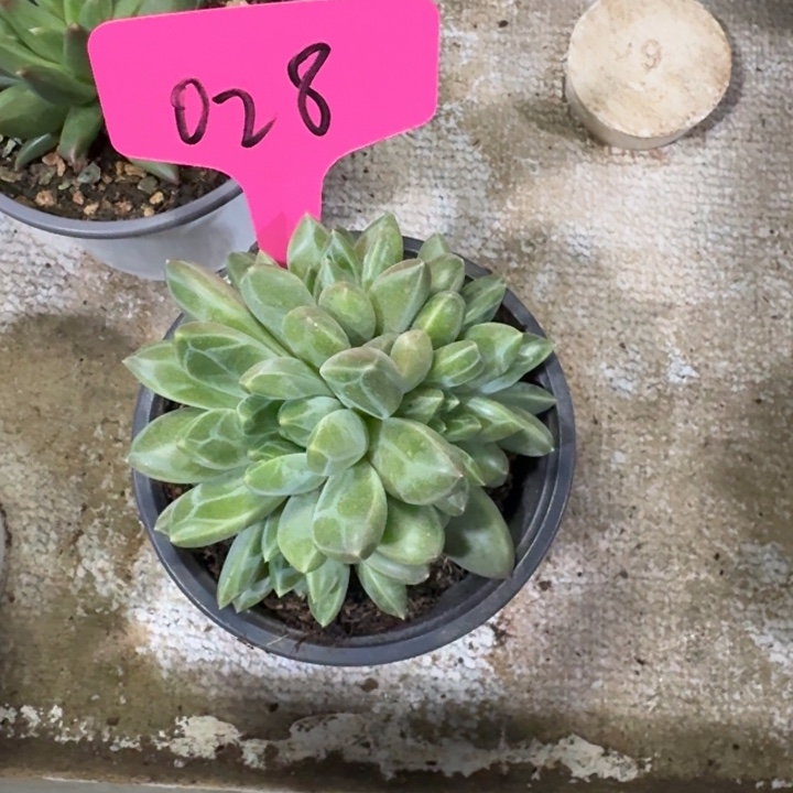 028雨花石新号福利价