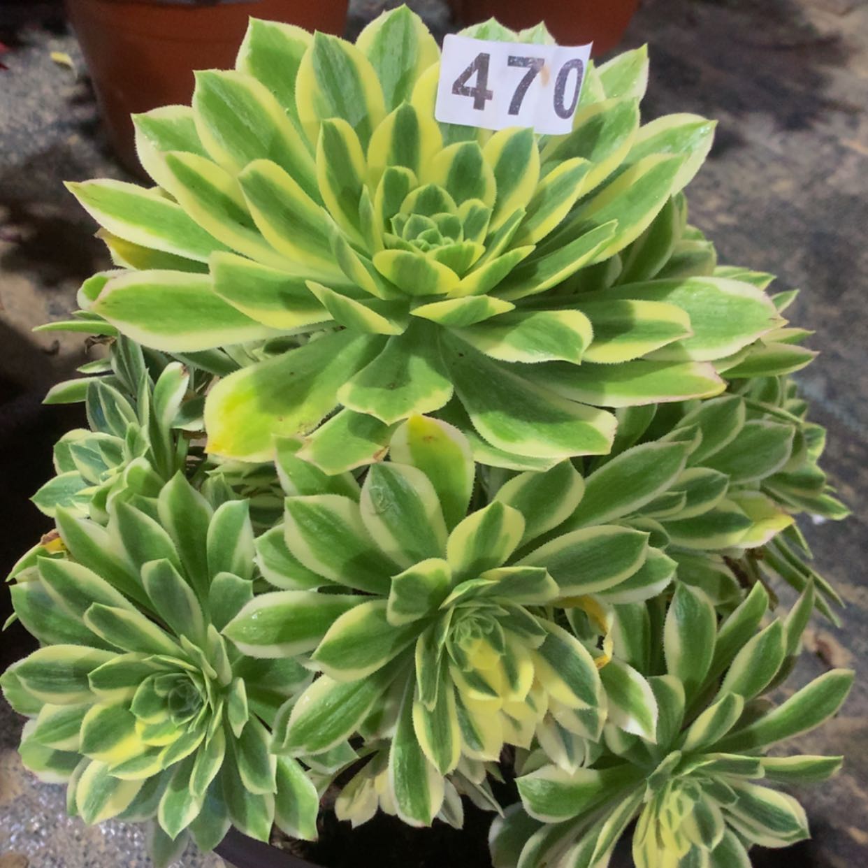 【闪购商品】470颜宁多肉