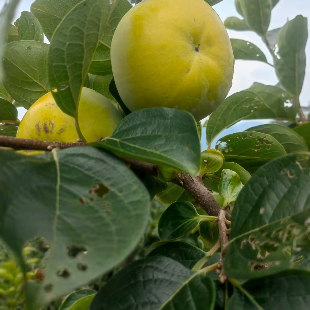 9.5斤装桂林太秋脆甜柿，汁水多，皮薄肉厚