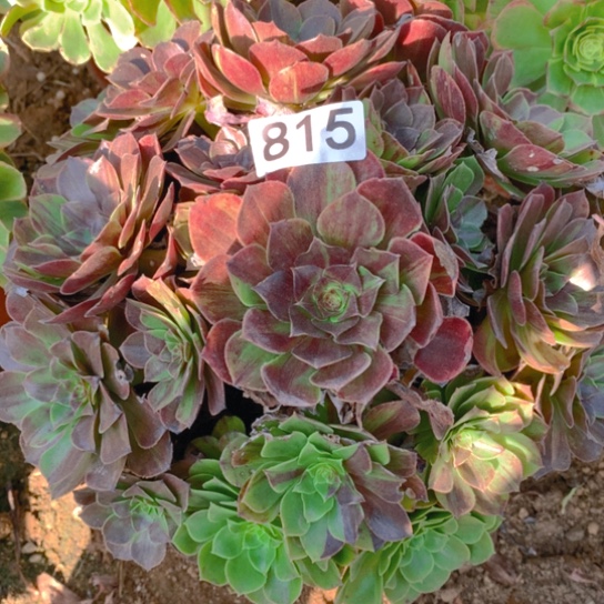 无花朵815多肉植物花月夜