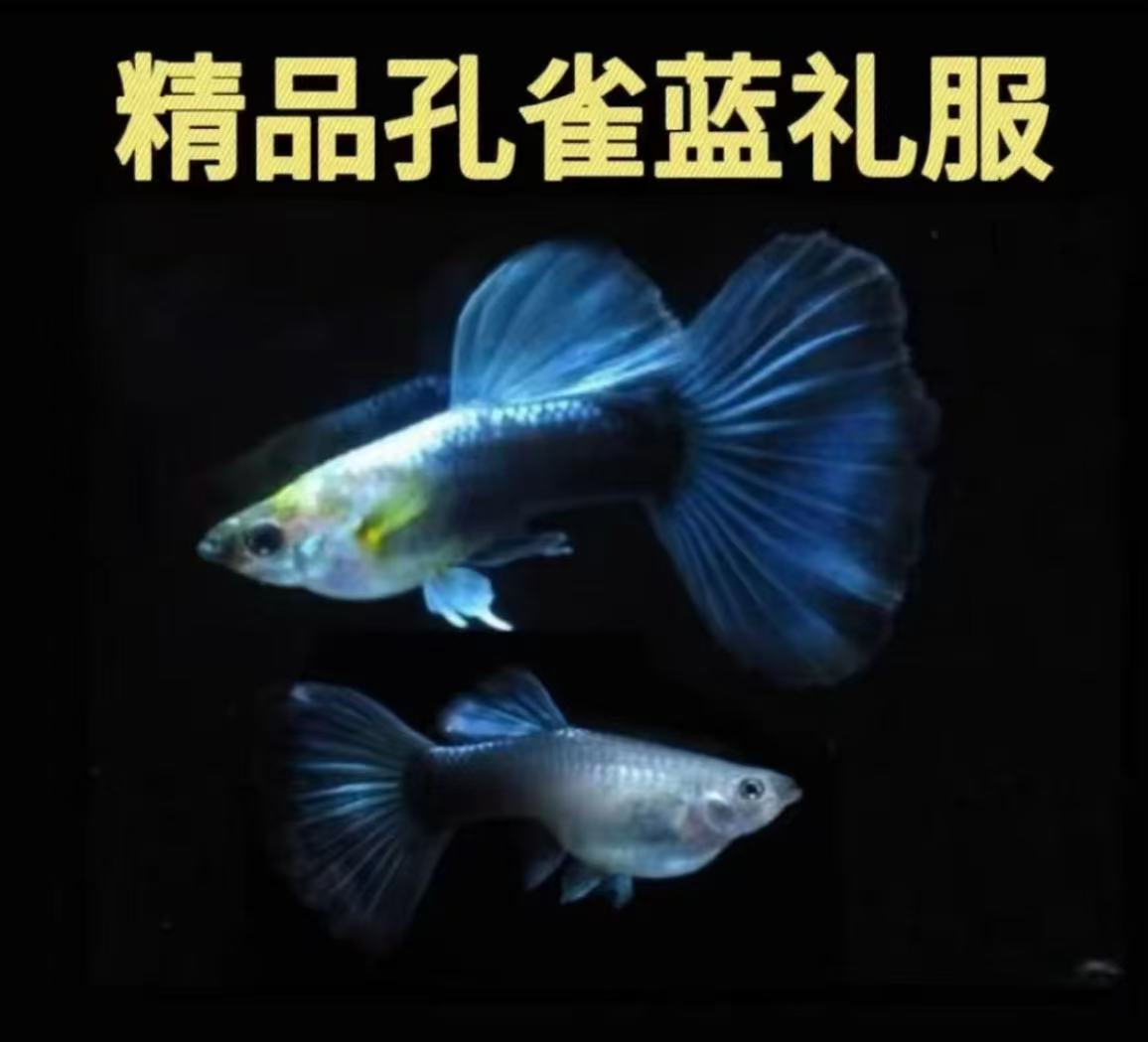 德系蓝礼服种鱼墨兰尾巴孔雀鱼热带观赏鱼