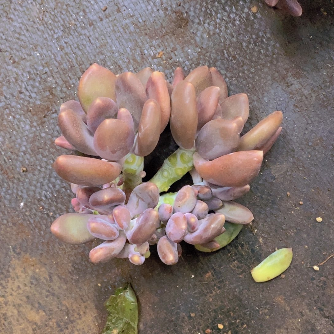 当***下多肉植物多肉植物