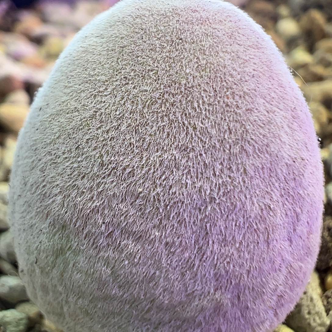 1.75公分宝辉 肉锥植物