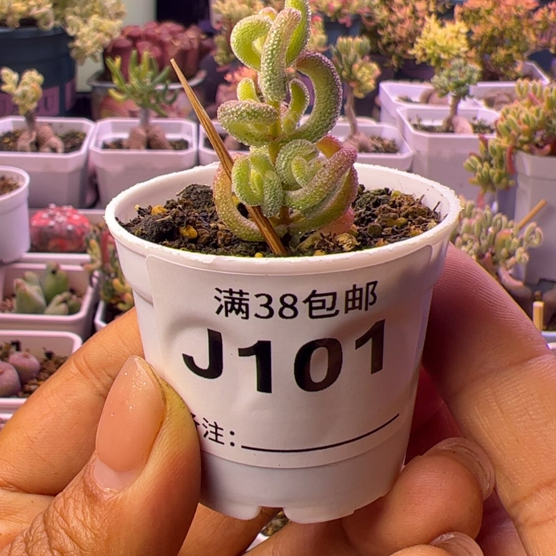 N***几101多肉植物枝干超白