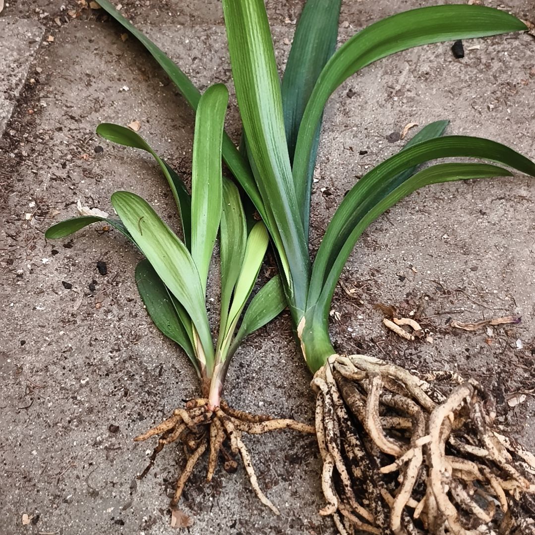 我***孩完全开放盲盒小苗四棵特惠