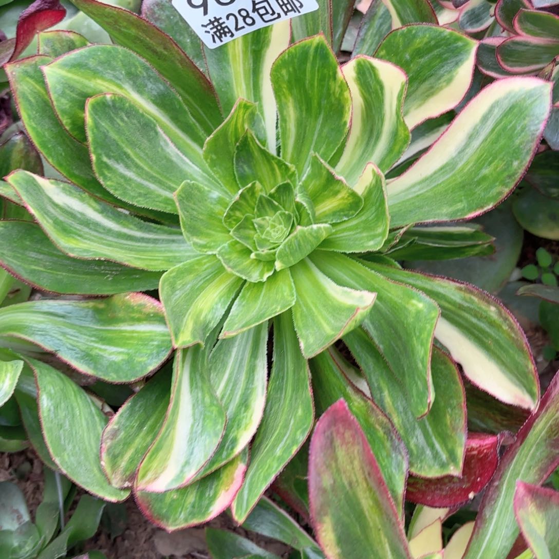 E.   9605魅影七彩多肉