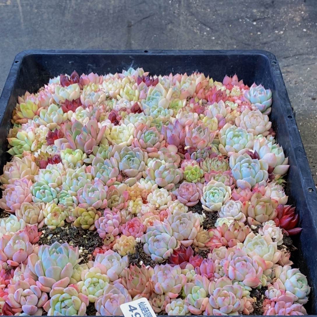 498多肉植物保护研究所所长