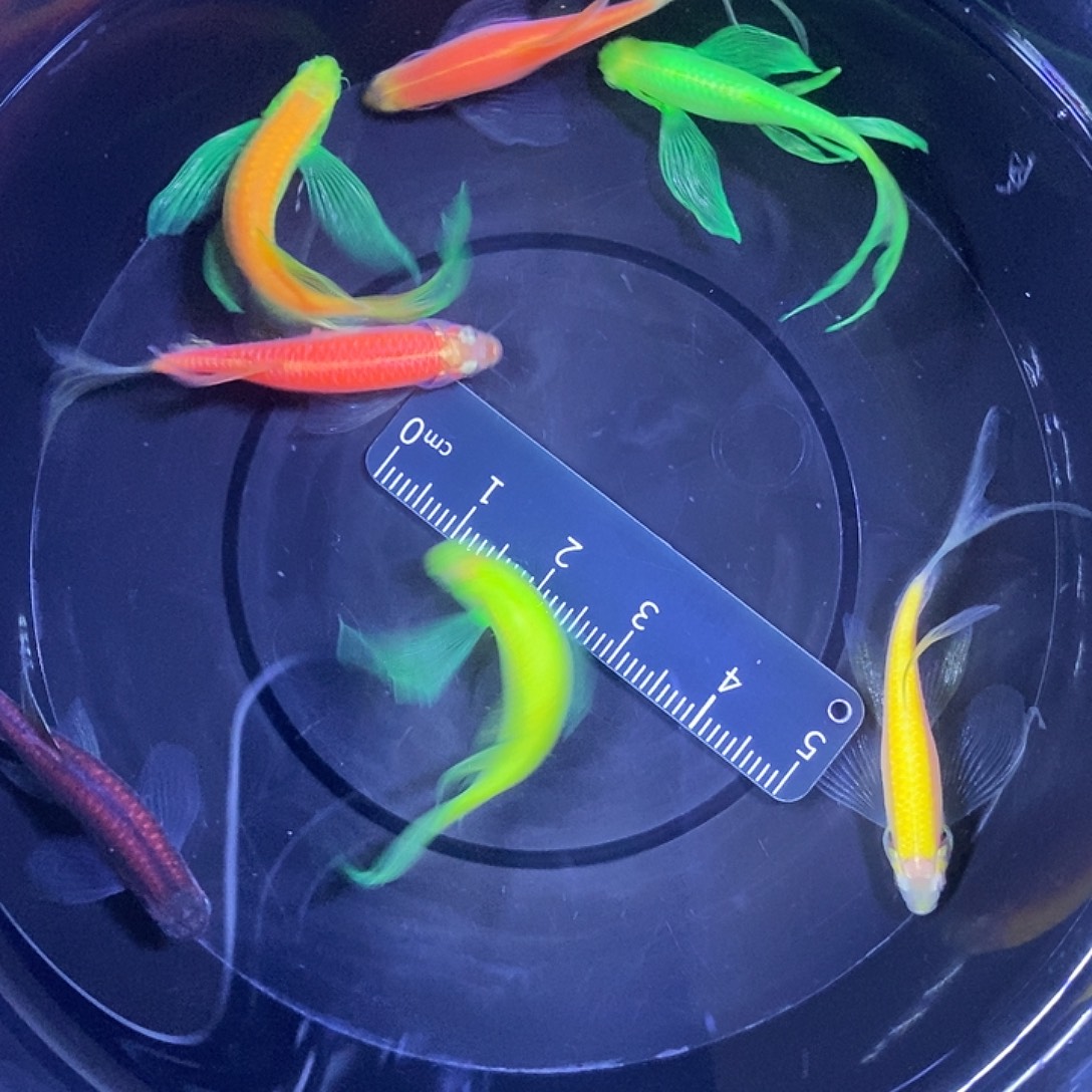 斑马鱼蝶翼斑马4厘米以上7条