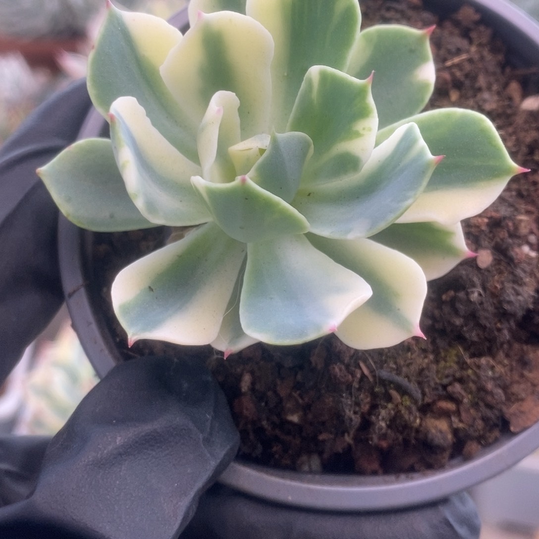 172海啸锦锦锦锦锦