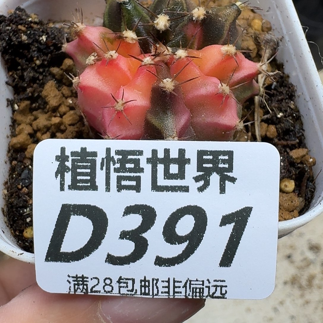 多肉植物的人生vbn
